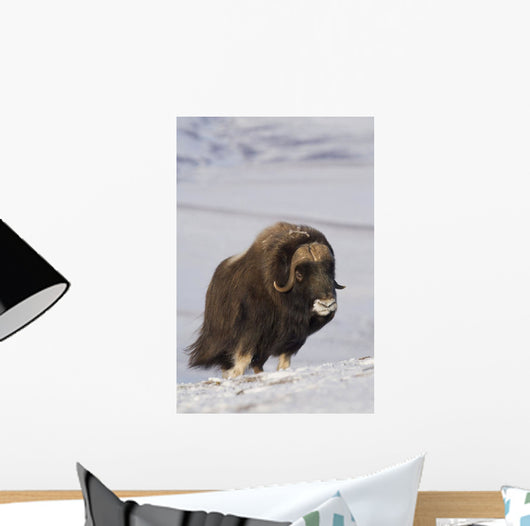 Muskox Bull Standing Wall Mural