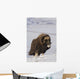 Muskox Bull Standing Wall Mural