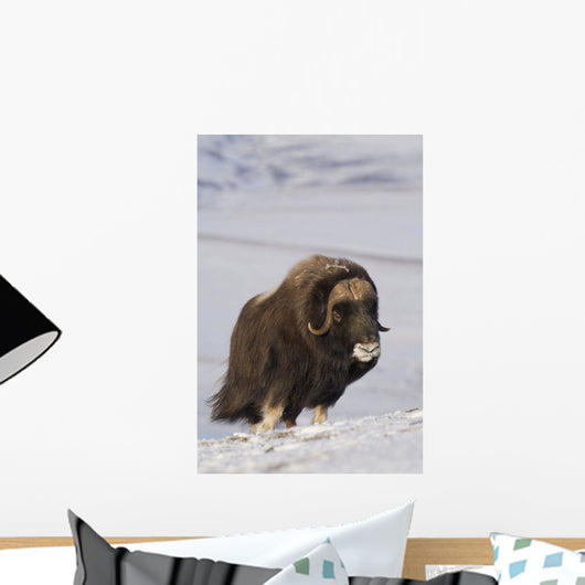 Muskox Bull Standing Wall Mural
