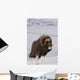 Muskox Bull Standing Wall Mural