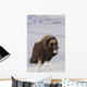 Muskox Bull Standing Wall Mural