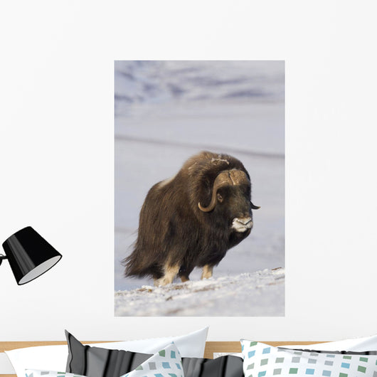 Muskox Bull Standing Wall Mural