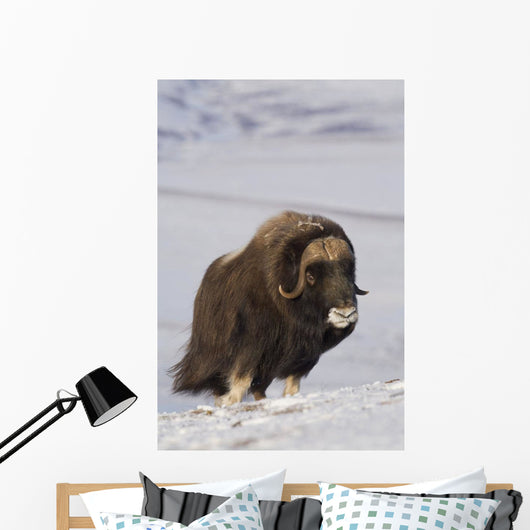 Muskox Bull Standing Wall Mural
