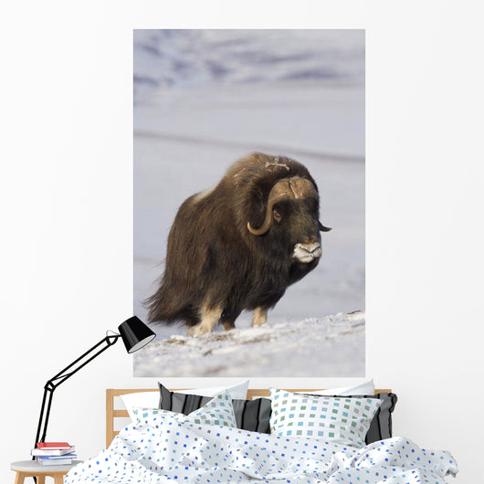 Muskox Bull Standing Wall Mural