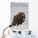 Muskox Bull Standing Wall Mural