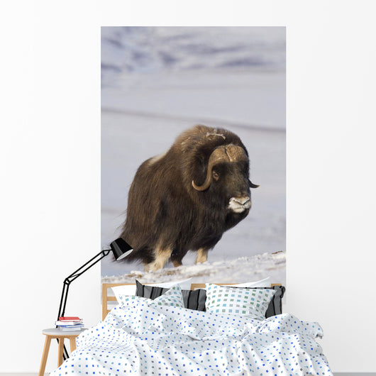 Muskox Bull Standing Wall Mural