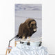 Muskox Bull Standing Wall Mural