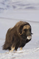 Muskox Bull Standing Wall Mural