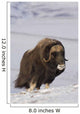 Muskox Bull Standing Wall Mural