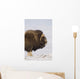 Muskox Bull Standing Broadside Wall Mural