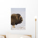 Muskox Bull Standing Broadside Wall Mural