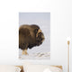 Muskox Bull Standing Broadside Wall Mural