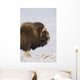 Muskox Bull Standing Broadside Wall Mural