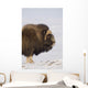 Muskox Bull Standing Broadside Wall Mural
