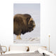 Muskox Bull Standing Broadside Wall Mural