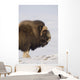 Muskox Bull Standing Broadside Wall Mural