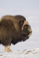 Muskox Bull Standing Broadside Wall Mural