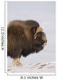 Muskox Bull Standing Broadside Wall Mural