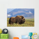 Musk Ox Bull Standing On Tundra In Late Summer On The Seward Peninsula Wall Mural