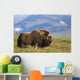 Musk Ox Bull Standing On Tundra In Late Summer On The Seward Peninsula Wall Mural