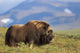 Musk Ox Bull Standing On Tundra In Late Summer On The Seward Peninsula Wall Mural
