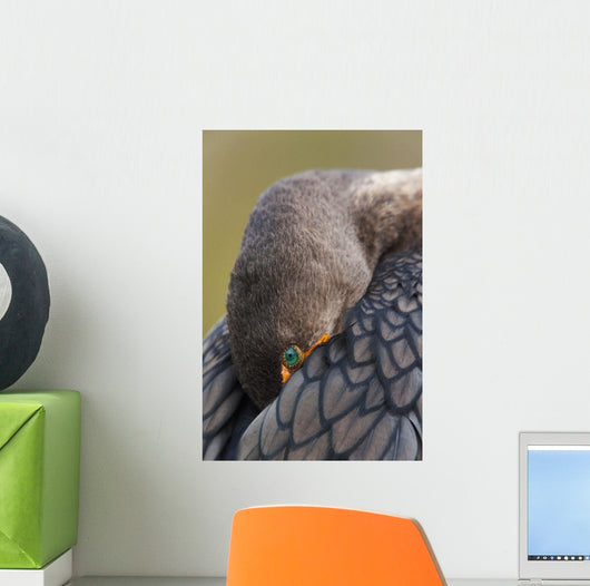 Double-Crested Cormorant Sleeping With Bill Tucked In Wing Wall Mural