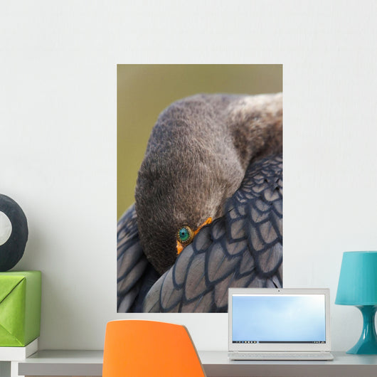 Double-Crested Cormorant Sleeping With Bill Tucked In Wing Wall Mural