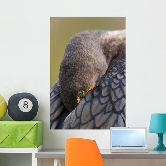 Double-Crested Cormorant Sleeping With Bill Tucked In Wing Wall Mural