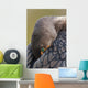Double-Crested Cormorant Sleeping With Bill Tucked In Wing Wall Mural