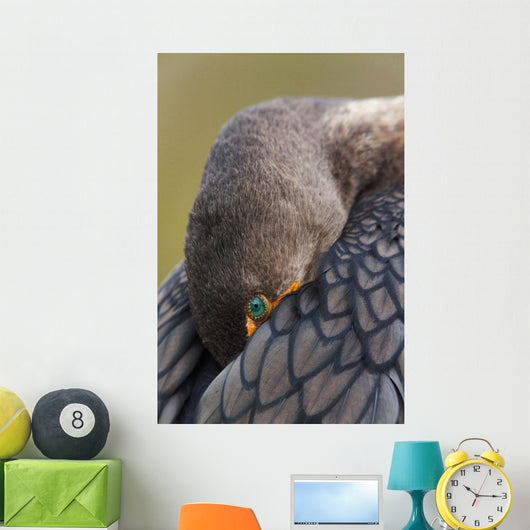 Double-Crested Cormorant Sleeping With Bill Tucked In Wing Wall Mural