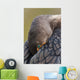 Double-Crested Cormorant Sleeping With Bill Tucked In Wing Wall Mural