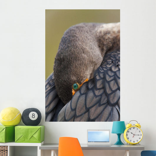 Double-Crested Cormorant Sleeping With Bill Tucked In Wing Wall Mural