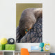 Double-Crested Cormorant Sleeping With Bill Tucked In Wing Wall Mural