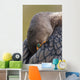 Double-Crested Cormorant Sleeping With Bill Tucked In Wing Wall Mural