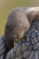 Double-Crested Cormorant Sleeping With Bill Tucked In Wing Wall Mural
