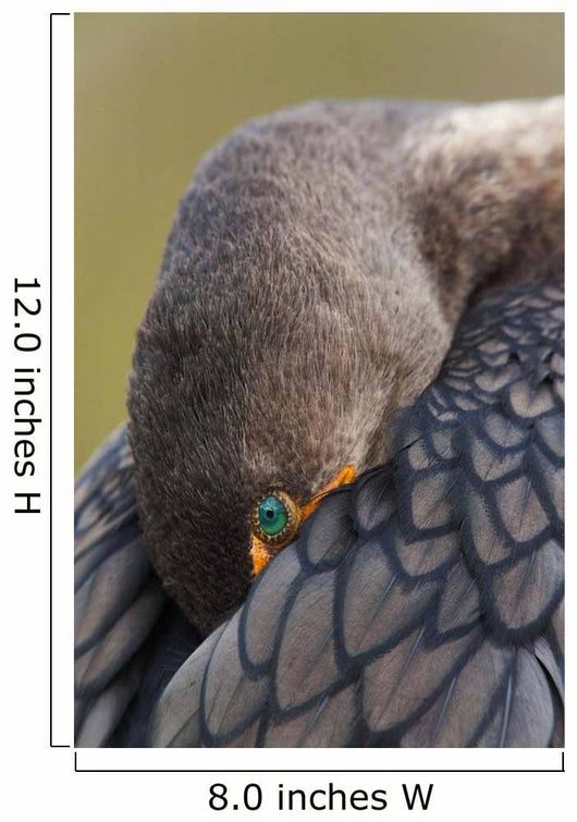 Double-Crested Cormorant Sleeping With Bill Tucked In Wing Wall Mural