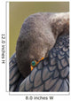 Double-Crested Cormorant Sleeping With Bill Tucked In Wing Wall Mural