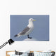 Black-Legged Kittiwake Standing On An Iceberg Wall Mural