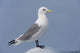 Black-Legged Kittiwake Standing On An Iceberg Wall Mural