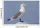 Black-Legged Kittiwake Standing On An Iceberg Wall Mural