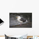 Slaty-Backed Gull Standing On The Shore Near Cordova Wall Mural