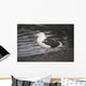 Slaty-Backed Gull Standing On The Shore Near Cordova Wall Mural