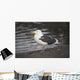 Slaty-Backed Gull Standing On The Shore Near Cordova Wall Mural