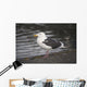 Slaty-Backed Gull Standing On The Shore Near Cordova Wall Mural