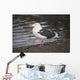 Slaty-Backed Gull Standing On The Shore Near Cordova Wall Mural