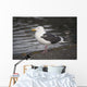 Slaty-Backed Gull Standing On The Shore Near Cordova Wall Mural