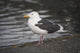 Slaty-Backed Gull Standing On The Shore Near Cordova Wall Mural