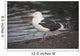 Slaty-Backed Gull Standing On The Shore Near Cordova Wall Mural