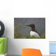 Common Murre On Saint Paul Island Wall Mural