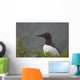 Common Murre On Saint Paul Island Wall Mural